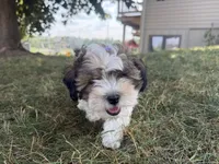 Fiona, a female Yorkshire Terrier for sale in Athens, WI – 7 of 10