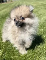 Buddy, a male Pomeranian for sale in Athens, WI – 8 of 10