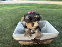 Bopeep , a female Morkie for sale in Athens, WI – 2 of 10