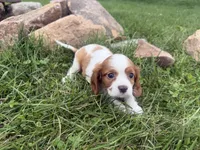 Logan, a male Cavalier King Charles Spaniel for sale in Athens, WI – 4 of 10