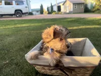 Buzz, a male Morkie for sale in Athens, WI – 4 of 10