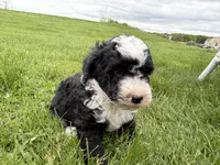 Huey, a male Miniature Bernedoodle for sale in Athens, WI – 2 of 10