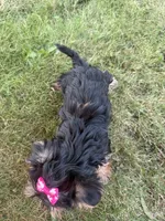Bopeep , a female Morkie for sale in Athens, WI – 9 of 10