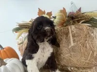 AKC Wanda , a female Cocker Spaniel for sale in Athens, WI – 10 of 10