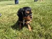 AKC Dexter, a male Cavalier King Charles Spaniel for sale in Athens, WI – 2 of 10