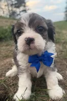 Arthur, a male Cavapoo for sale in Athens, WI – 3 of 10