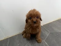Rory, a female Cavapoo for sale in Athens, WI – 2 of 9