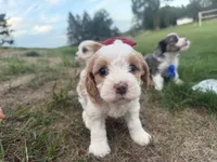 Annie, a female Cavapoo for sale in Athens, WI – 5 of 10