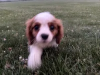 AKC Carl, a male Cavalier King Charles Spaniel for sale in Athens, WI – 7 of 10