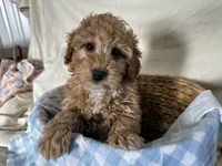 Gunner, a male Miniature Goldendoodle for sale in Athens, WI – Photo 10 of 10