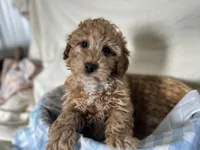 Gunner, a male Miniature Goldendoodle for sale in Athens, WI – Photo 1 of 10