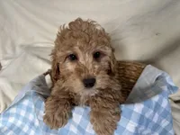 Gunner, a male Miniature Goldendoodle for sale in Athens, WI – Photo 9 of 10