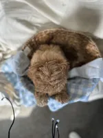 Gunner, a male Miniature Goldendoodle for sale in Athens, WI – Photo 2 of 10