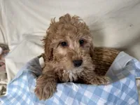 Gunner, a male Miniature Goldendoodle for sale in Athens, WI – Photo 8 of 10