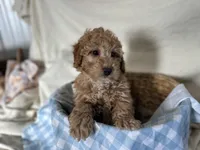 Gunner, a male Miniature Goldendoodle for sale in Athens, WI – Photo 4 of 10