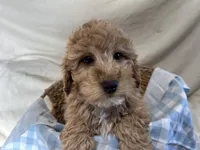 Gunner, a male Miniature Goldendoodle for sale in Athens, WI – Photo 6 of 10