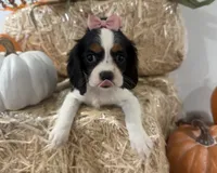 Callie, a female Cavalier King Charles Spaniel for sale in Athens, WI – 10 of 10