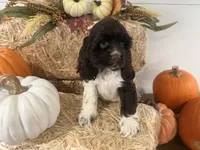 AKC Wanda , a female Cocker Spaniel for sale in Athens, WI – 9 of 10