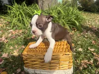 Penny, a female Boston Terrier for sale in Athens, WI – 9 of 10
