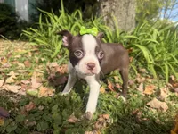 Penny, a female Boston Terrier for sale in Athens, WI – 6 of 10