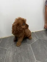 Rory, a female Cavapoo for sale in Athens, WI – 7 of 9