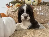 AKC Wren, a female Cocker Spaniel for sale in Athens, WI – 3 of 10