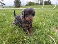 Dewey, a male Miniature Bernedoodle for sale in Athens, WI – 2 of 10