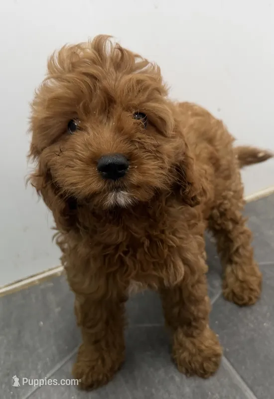 Rob – Cavapoo puppy for sale in Athens, WI