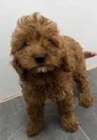 Rob, a female Cavapoo for sale in Athens, WI – 1 of 10