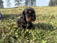 Hanna, a female Cocker Spaniel for sale in Athens, WI – 6 of 6