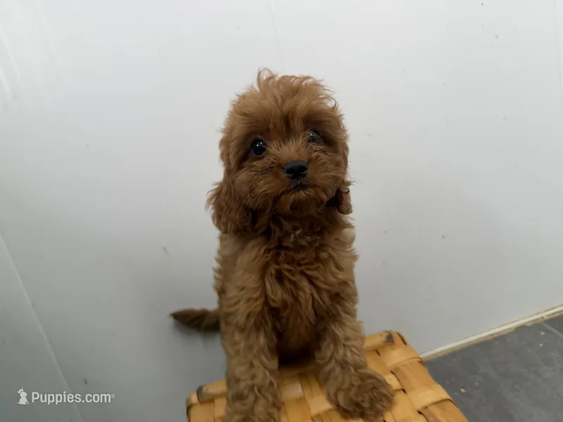 Roxy – Cavapoo puppy for sale in Athens, WI