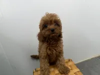 Roxy, a female Cavapoo for sale in Athens, WI – 1 of 10