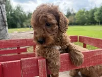 Champion, a male Miniature Goldendoodle for sale in Athens, WI – 5 of 10