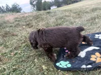 AKC Maverick , a male Cocker Spaniel for sale in Athens, WI – 7 of 9