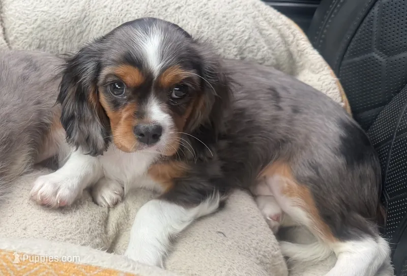 Lucas – Cavalier King Charles Spaniel puppy for sale in Athens, WI