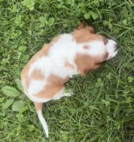 Logan, a male Cavalier King Charles Spaniel for sale in Athens, WI – 9 of 10