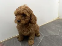 Rod, a male Cavapoo for sale in Athens, WI – 6 of 10