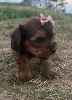 Tiffany, a female Yorkshire Terrier for sale in Athens, WI – 2 of 10