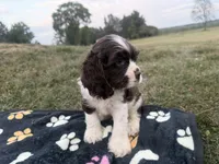 AKC Martin, a male Cocker Spaniel for sale in Athens, WI – 7 of 9