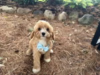 Sully, a male Cavapoo for sale in Athens, WI – 3 of 10