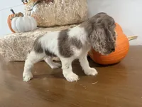 AKC Willow, a female Cocker Spaniel for sale in Athens, WI – 8 of 10