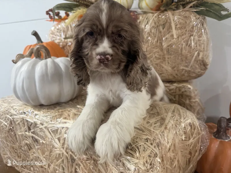 AKC Willow – Cocker Spaniel puppy for sale in Athens, WI