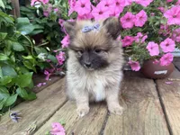 Tiffany, a female Pomeranian for sale in Athens, WI – 8 of 10