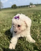 Eve, a female Poodle - Toy  for sale in Athens, WI – 3 of 10