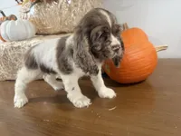 AKC Willow, a female Cocker Spaniel for sale in Athens, WI – 2 of 10