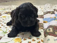 Sam, a male Shihpoo for sale in Athens, WI – Photo 5 of 9