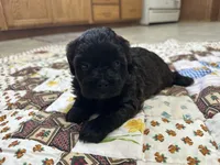 Sam, a male Shihpoo for sale in Athens, WI – Photo 7 of 9
