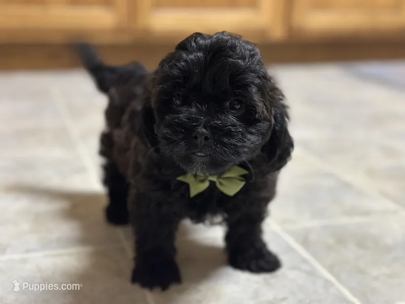 Sam – Shihpoo puppy for sale in Athens, WI