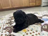 Sam, a male Shihpoo for sale in Athens, WI – Photo 8 of 9