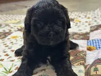 Sam, a male Shihpoo for sale in Athens, WI – Photo 1 of 9